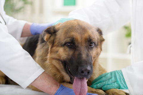 Stem Cell Therapy for Dogs