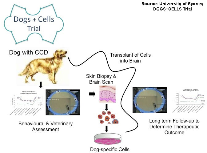 DOGS+CELLS Trial - Stem Cells to Treat Dog Dementia