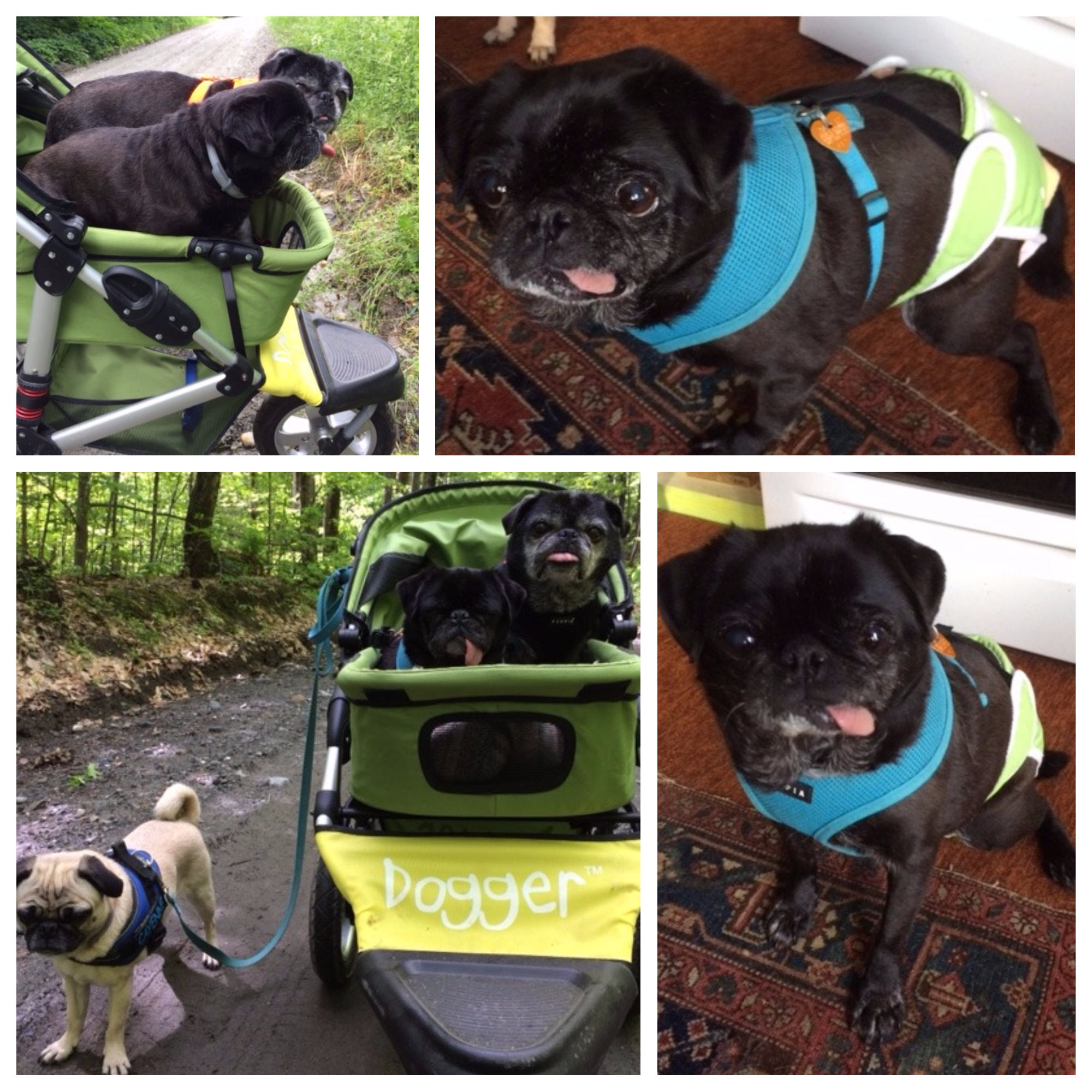 Dogger stroller