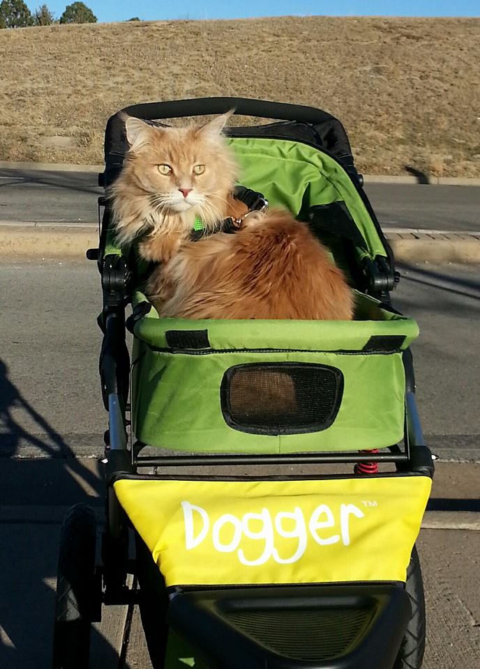 Dogger dog stroller