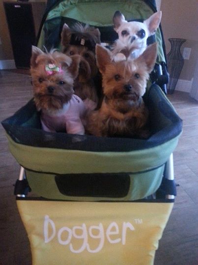 Dogger stroller