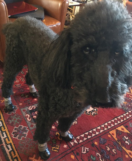 Happy Tails - Louie in his Grippers dog socks