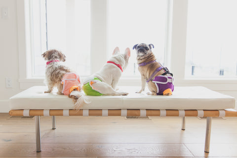dogs in Dog Quality Diapers