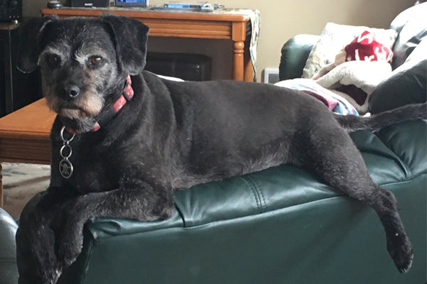 Happy Tails - Kobe and his Dogger Stroller