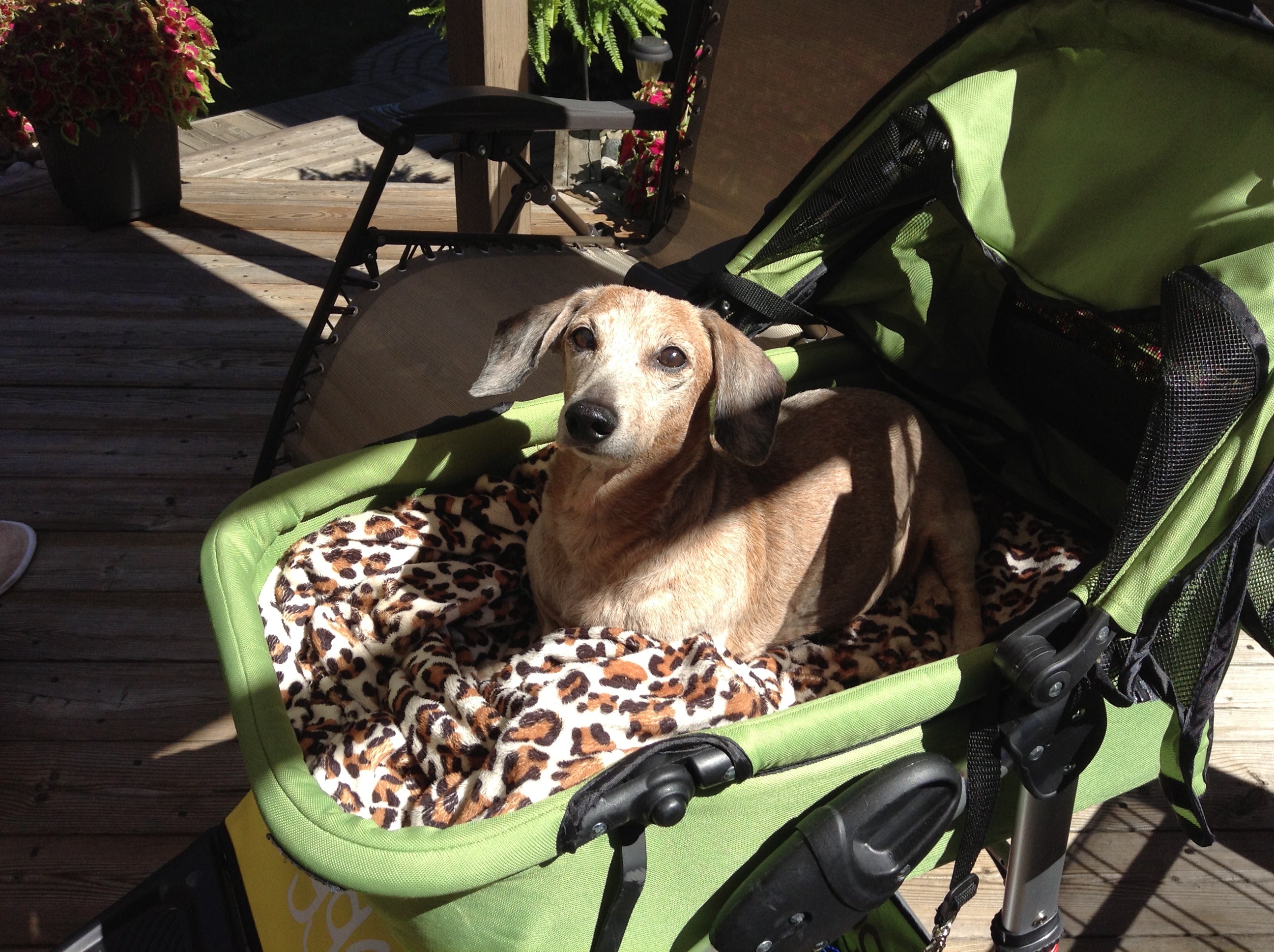 Dogger stroller