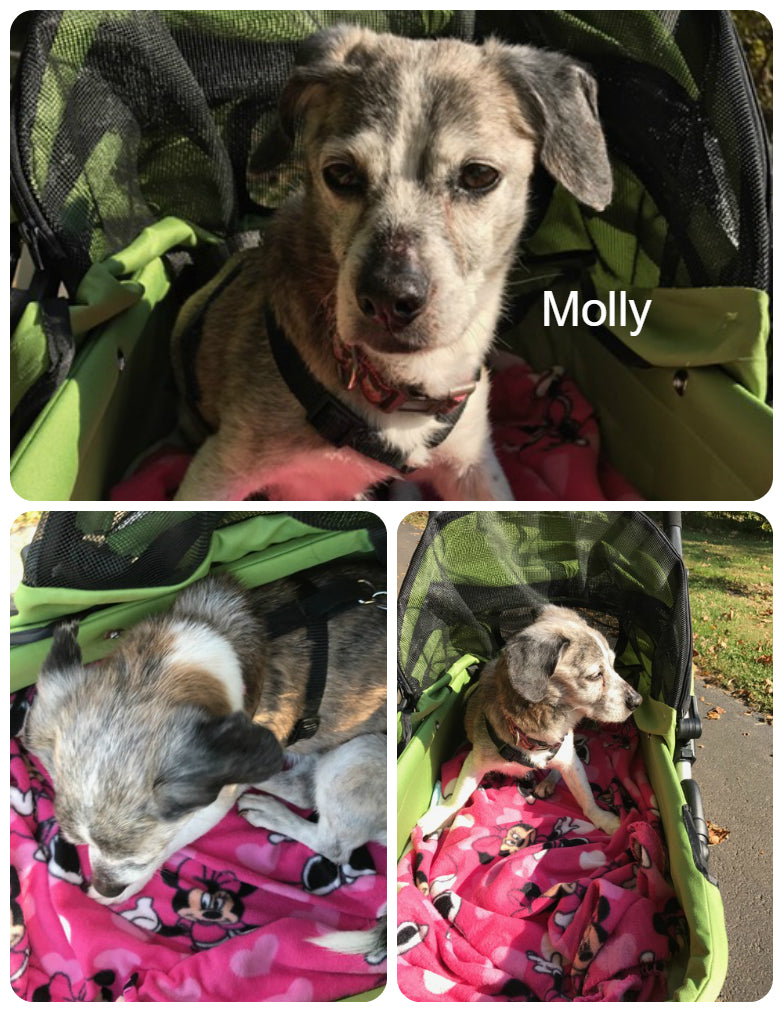 Dogger dog stroller