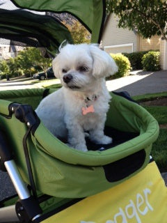 Dogger dog stroller