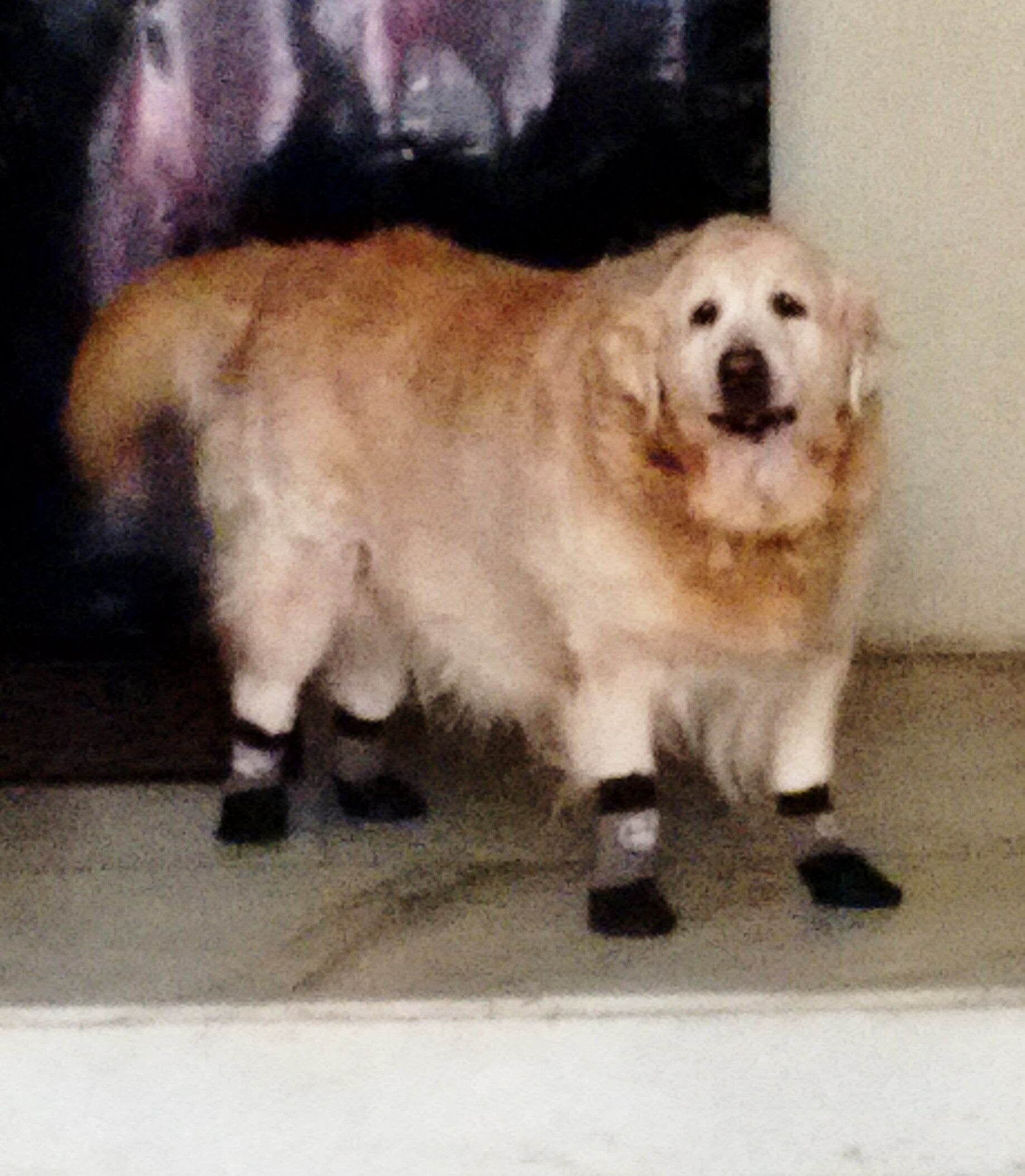 Grippers dog socks