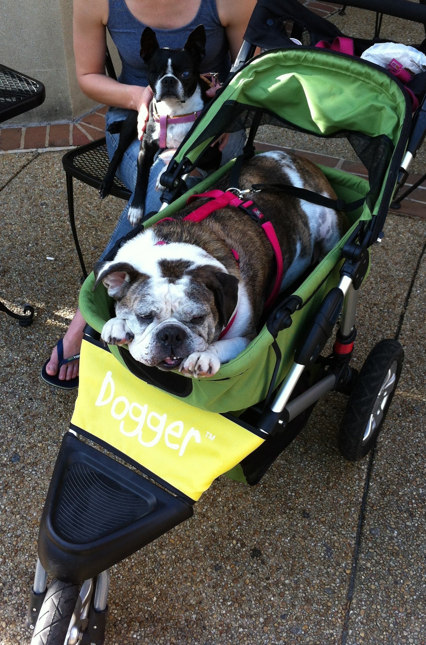 Dogger dog stroller