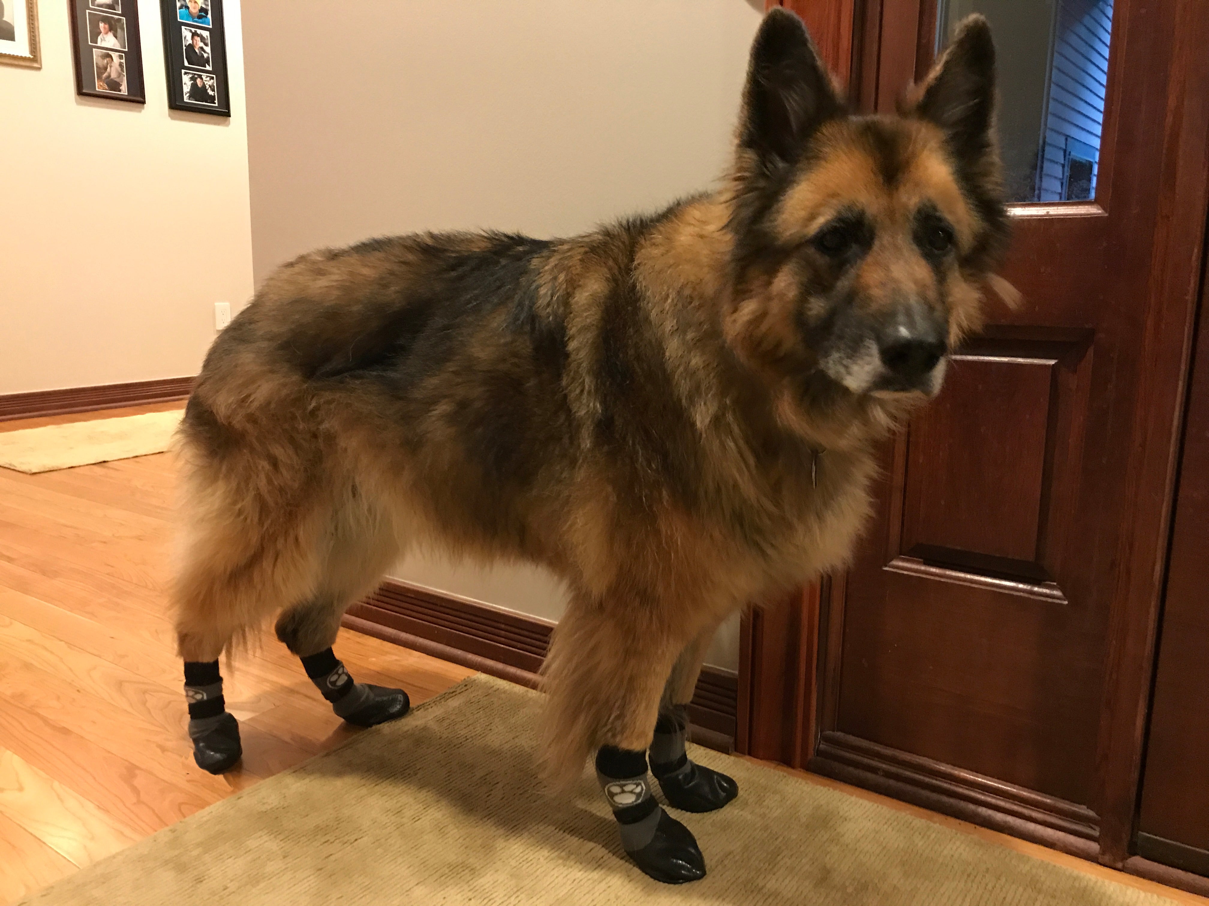 Grippers dog socks