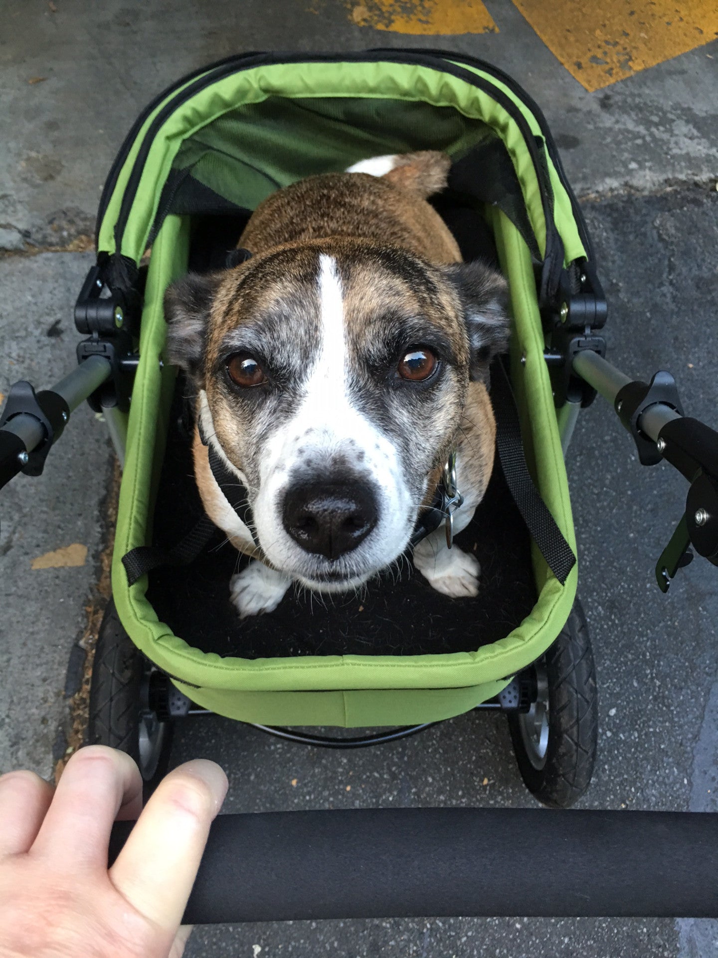 Dogger stroller