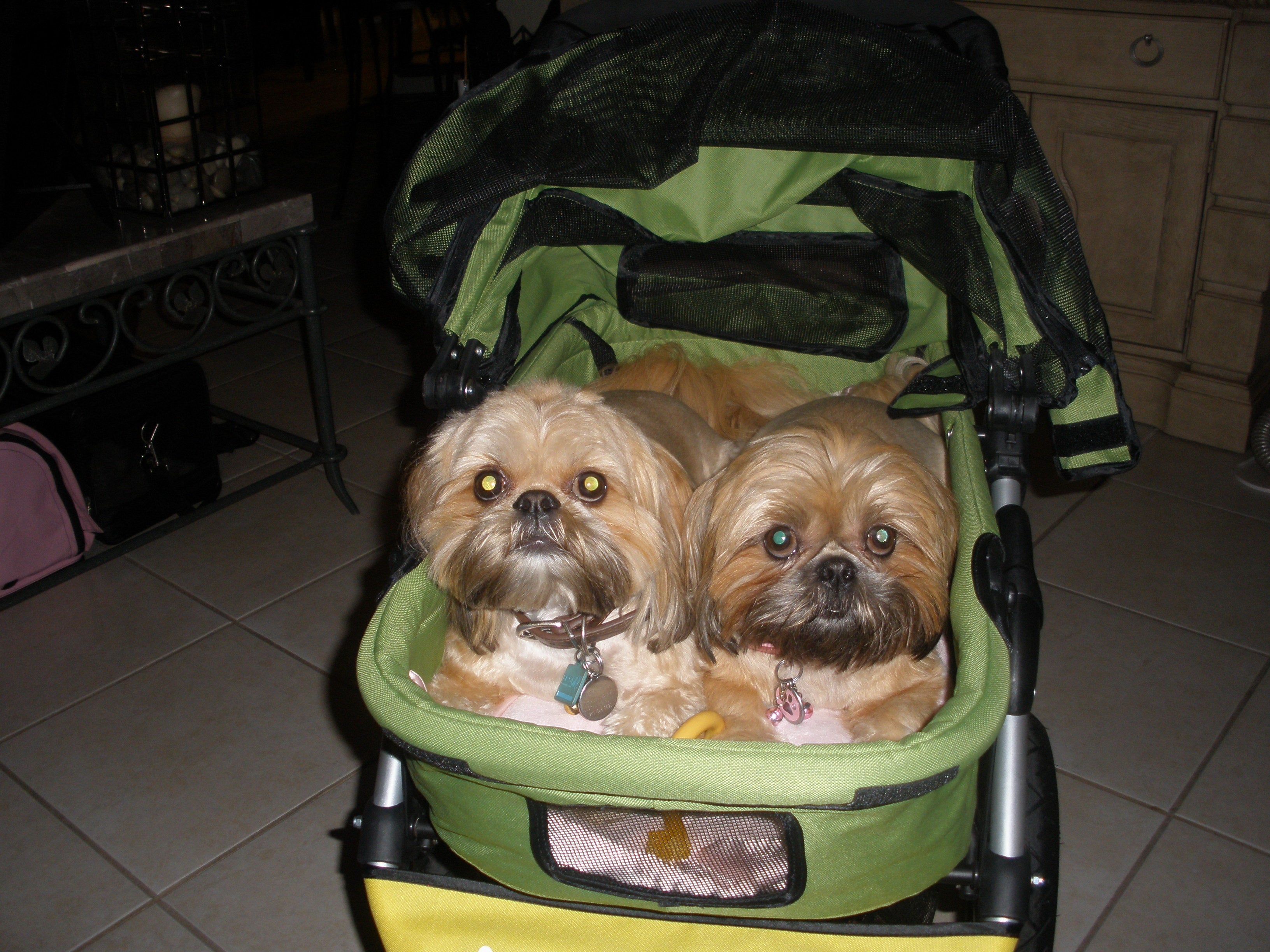 Dogger dog stroller