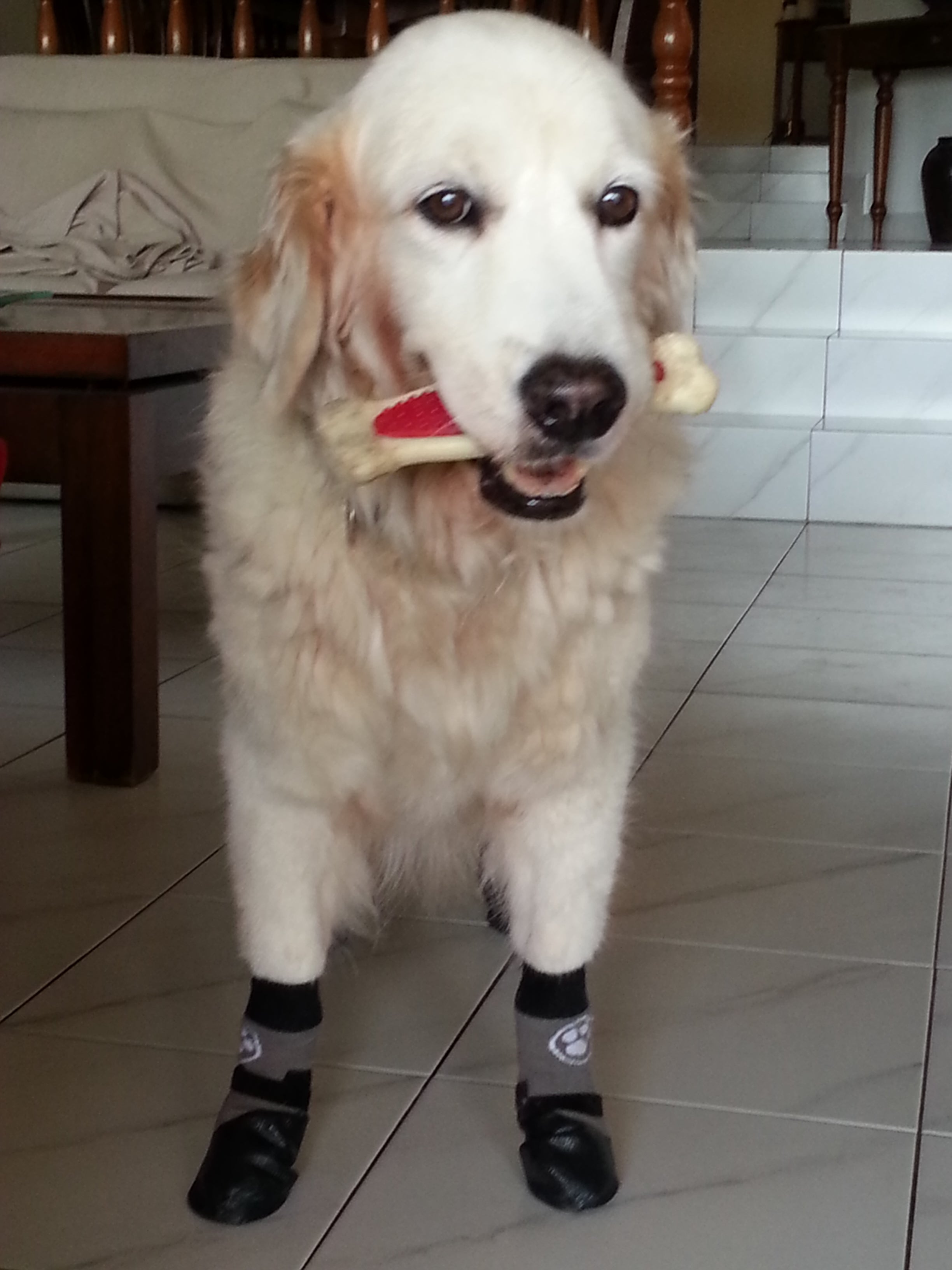 Grippers dog socks