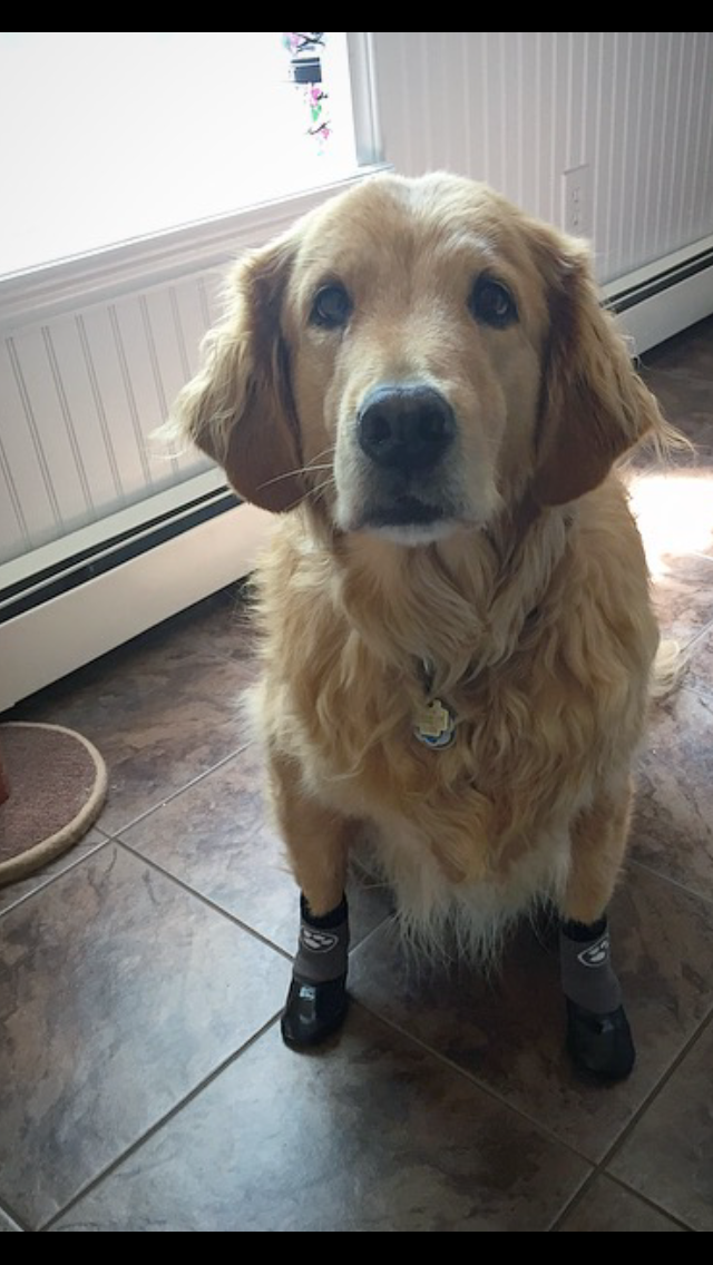 Grippers Dog Socks