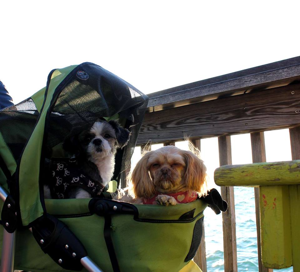 Dogger dog stroller