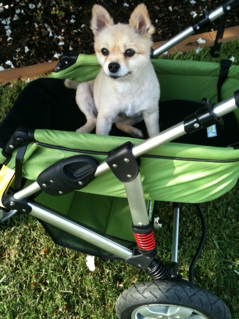 Dogger dog stroller