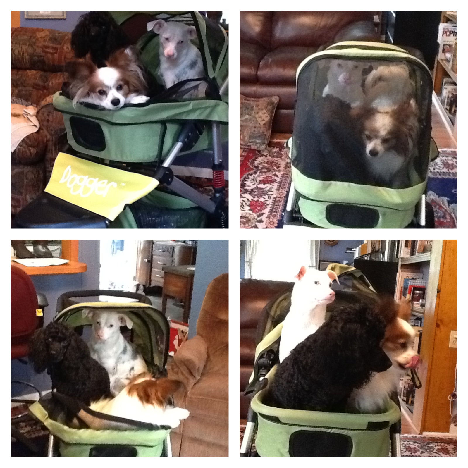 Dogger dog stroller