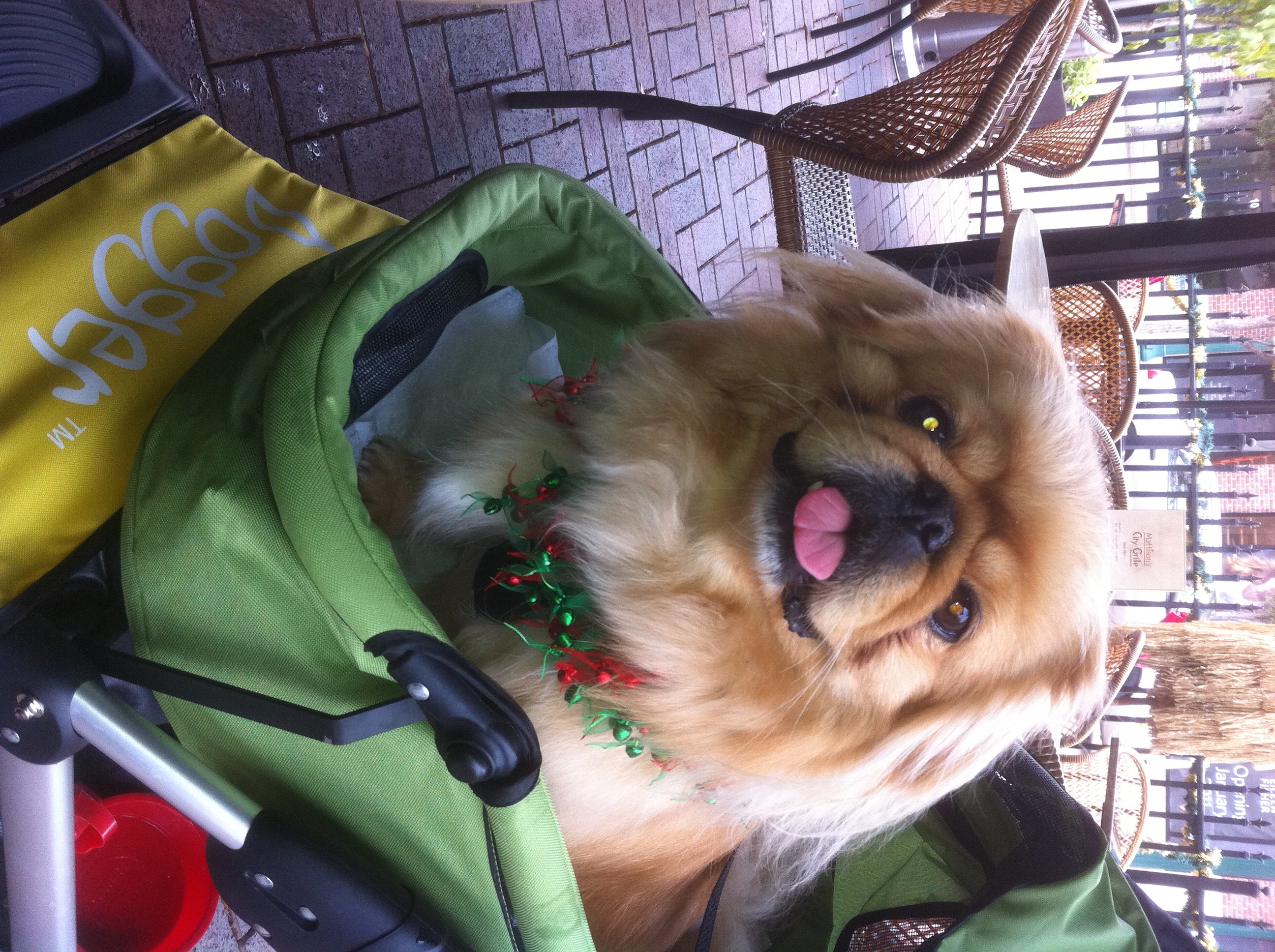 Dogger dog stroller