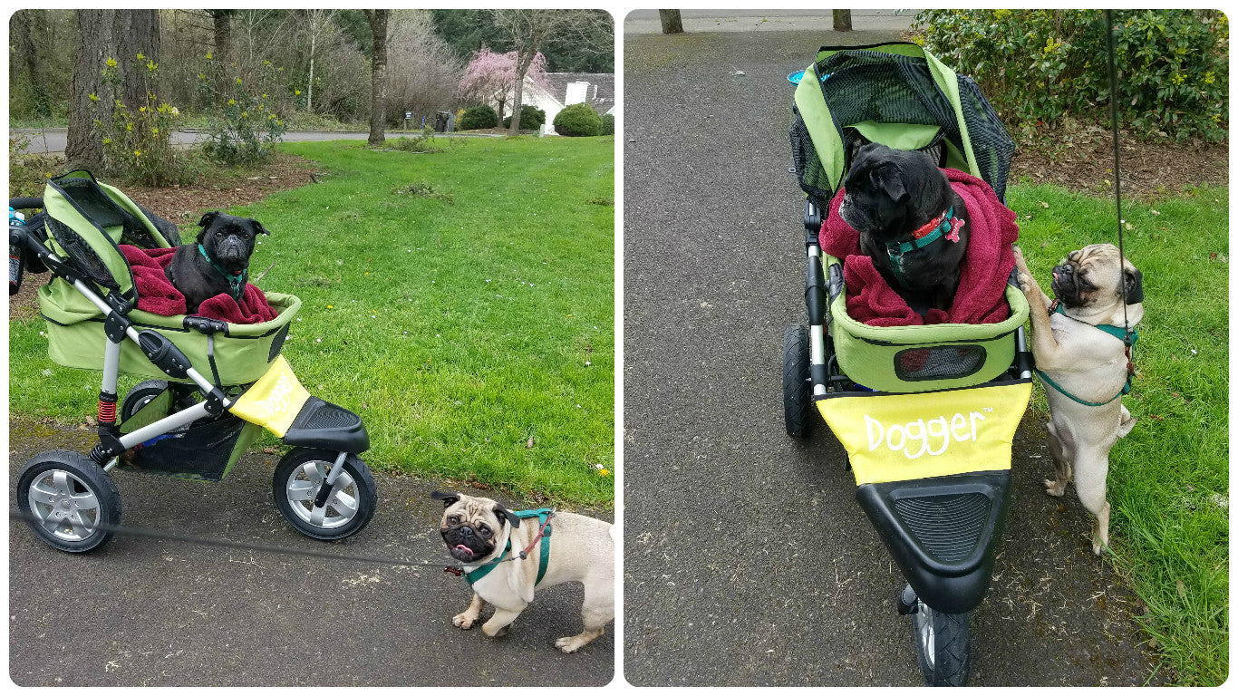 Dogger stroller