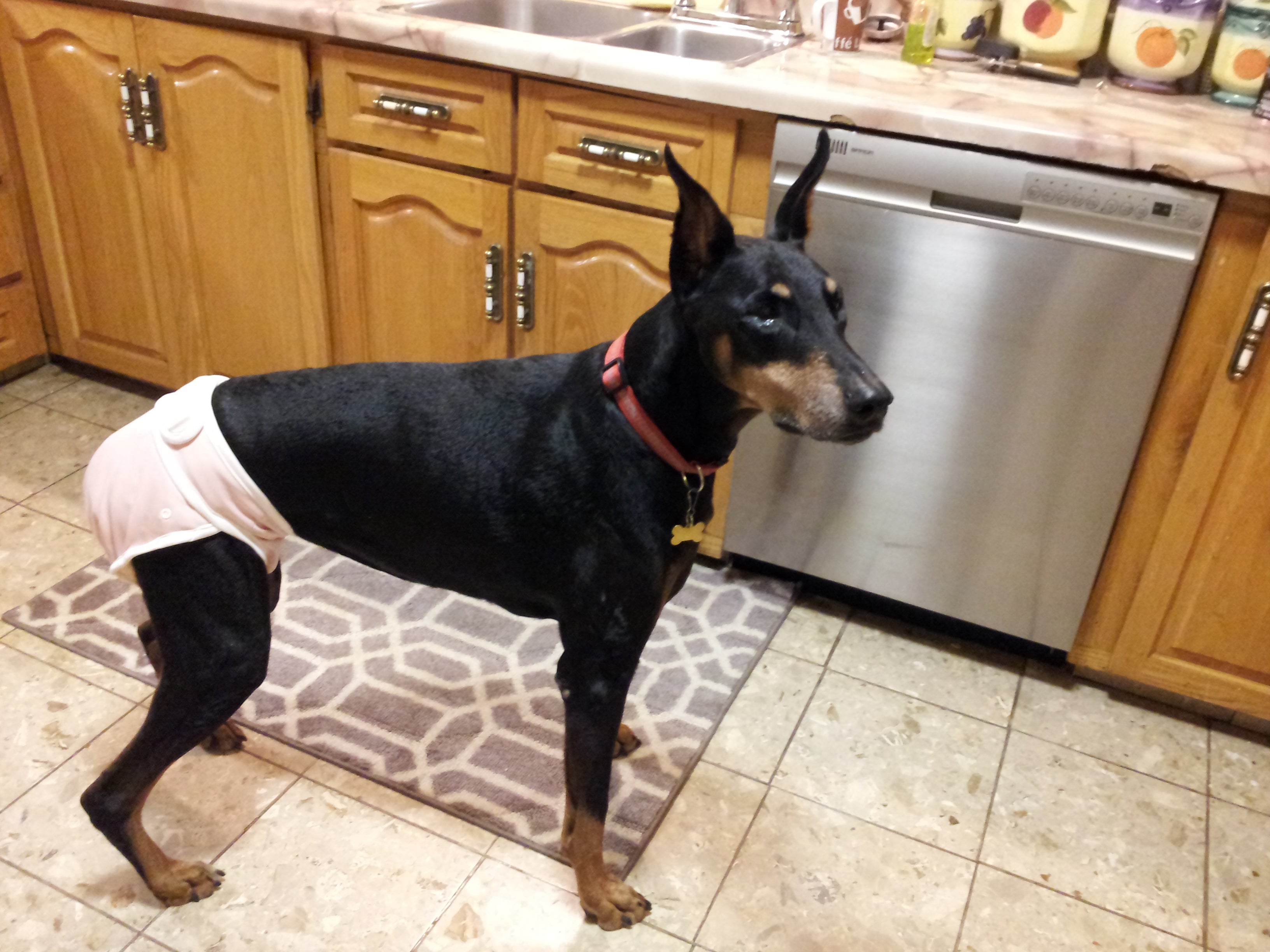 No Tail Hole Dog Diapers