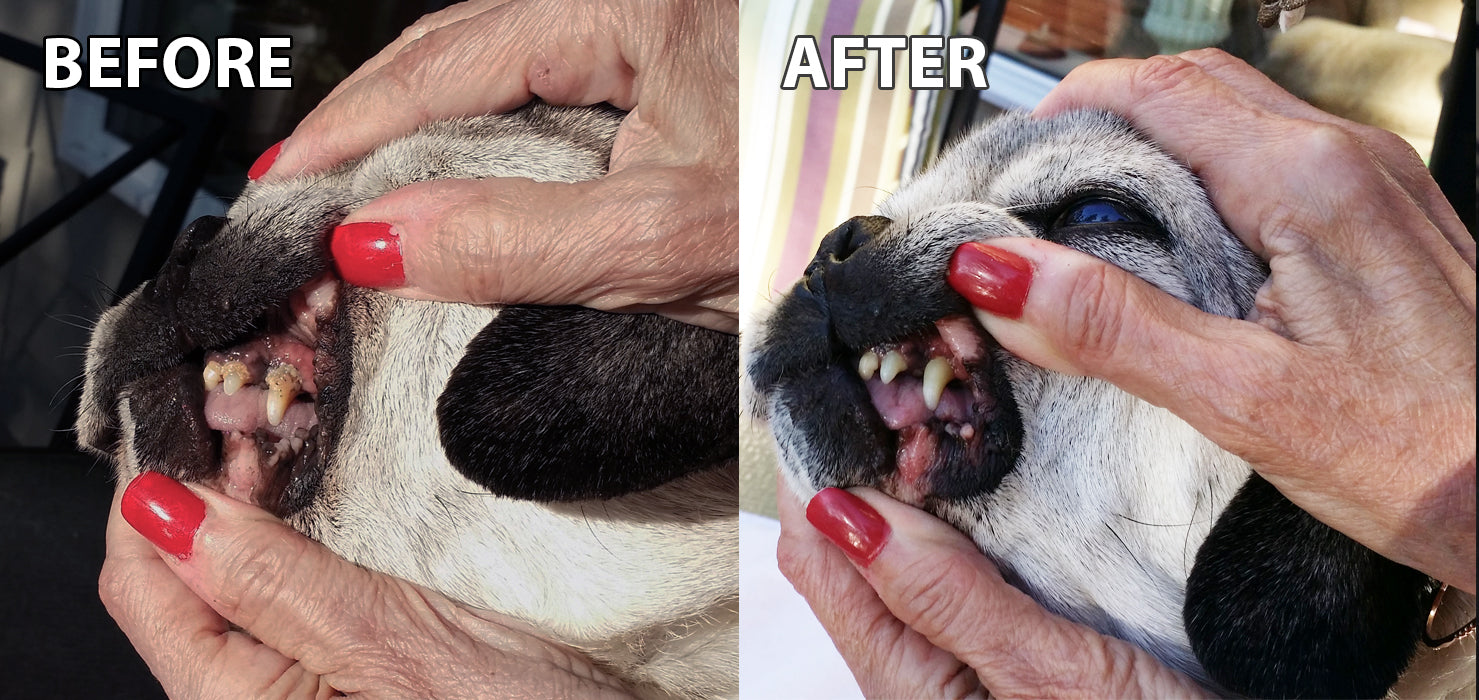 Anesthesia-free Teeth Cleaning for Older Dogs