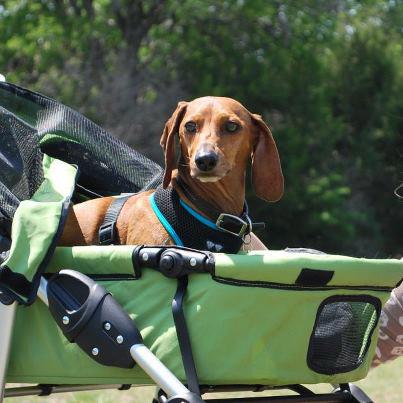 Dogger dog stroller