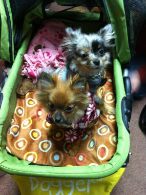 Dogger dog stroller