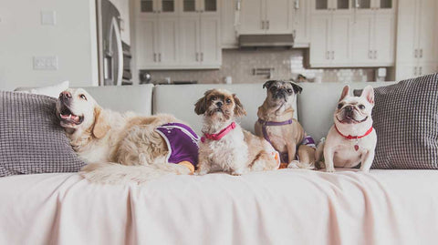 Four dogs on a couch in diapers
