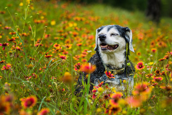 senior dog sitting in flowers