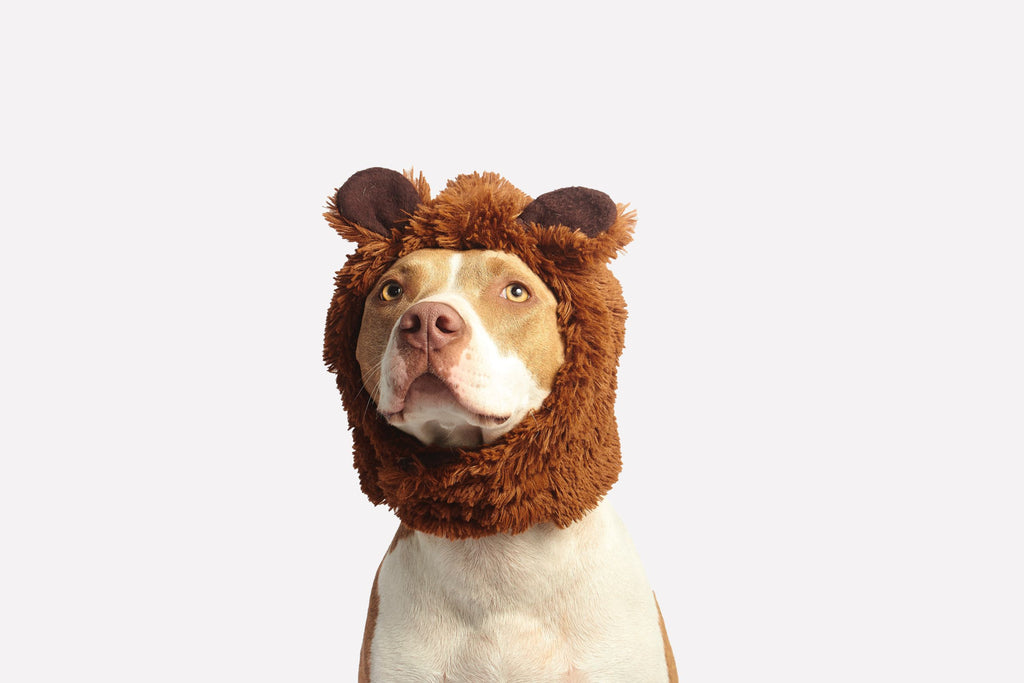 dog-wearing-costume