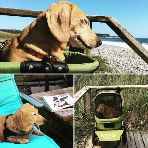 Cherished Hound at the beach in her Dogger™