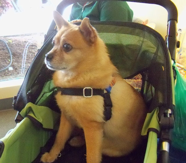 Dogger dog stroller