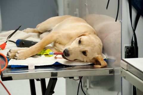 Reducing the Risks of Anesthesia in Senior Dogs 