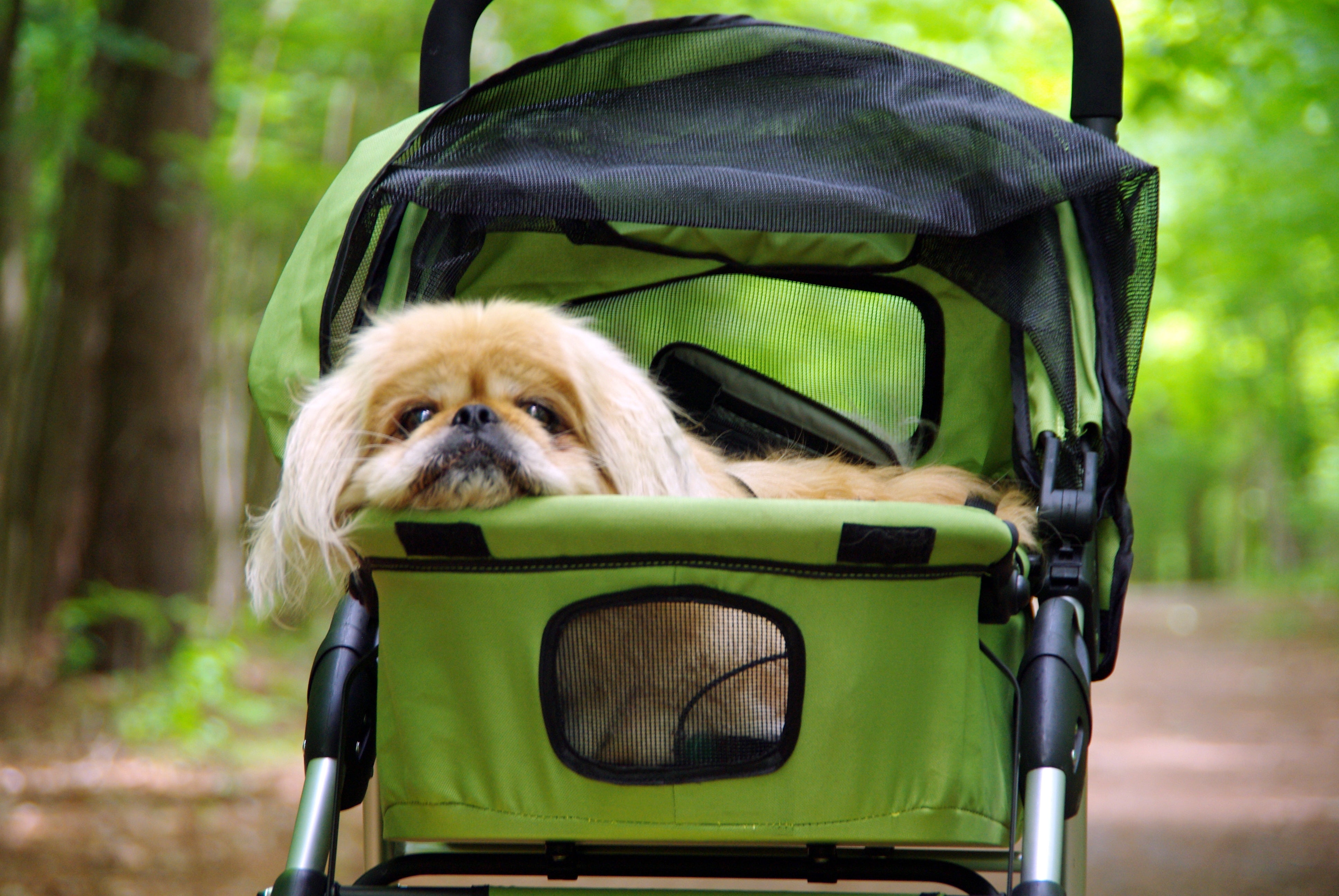 Dogger dog stroller