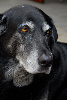 Adopt a Senior Dog