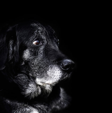 Canine Cognitive Dysfunction Syndrome
