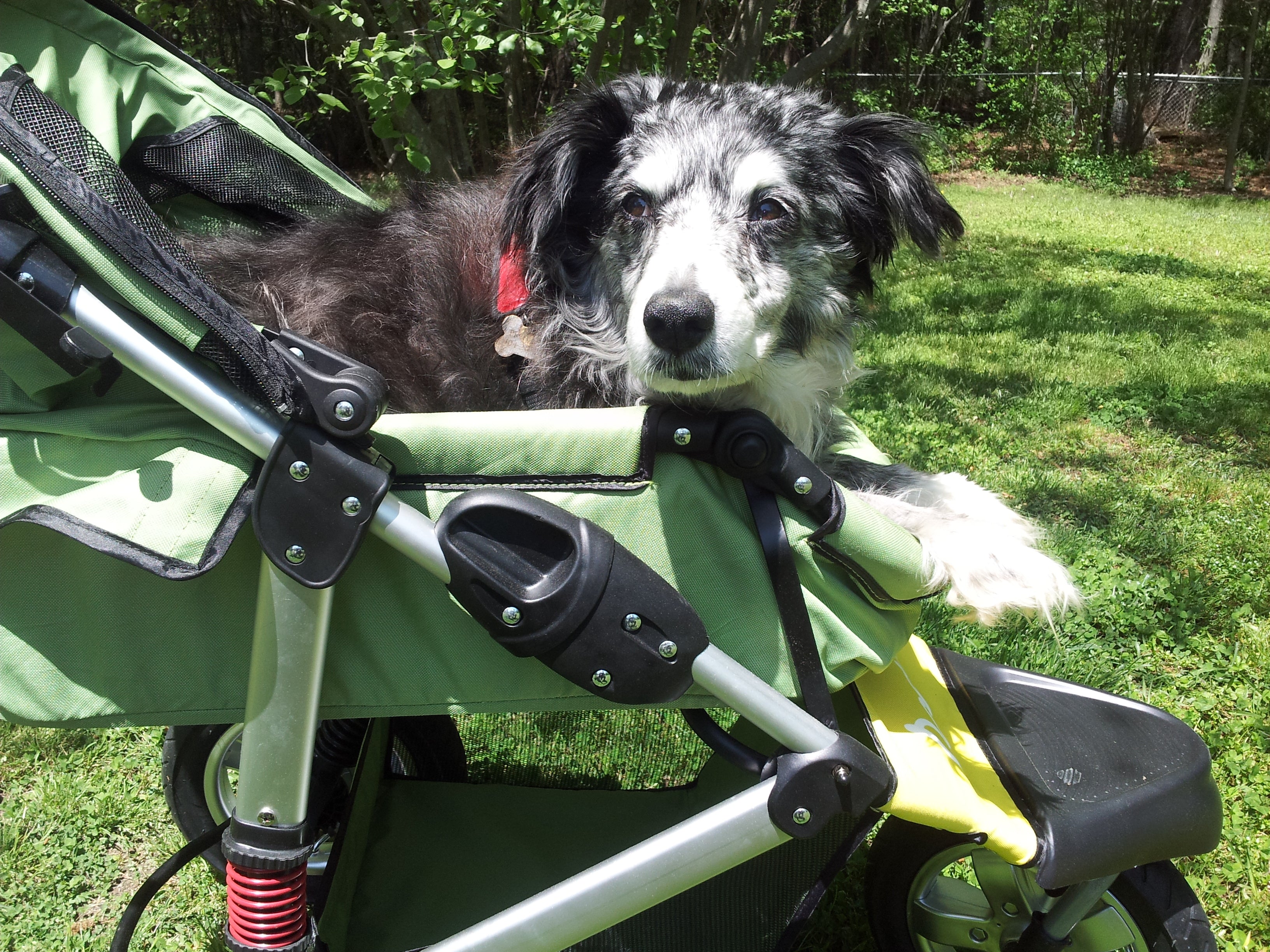 Dogger dog stroller