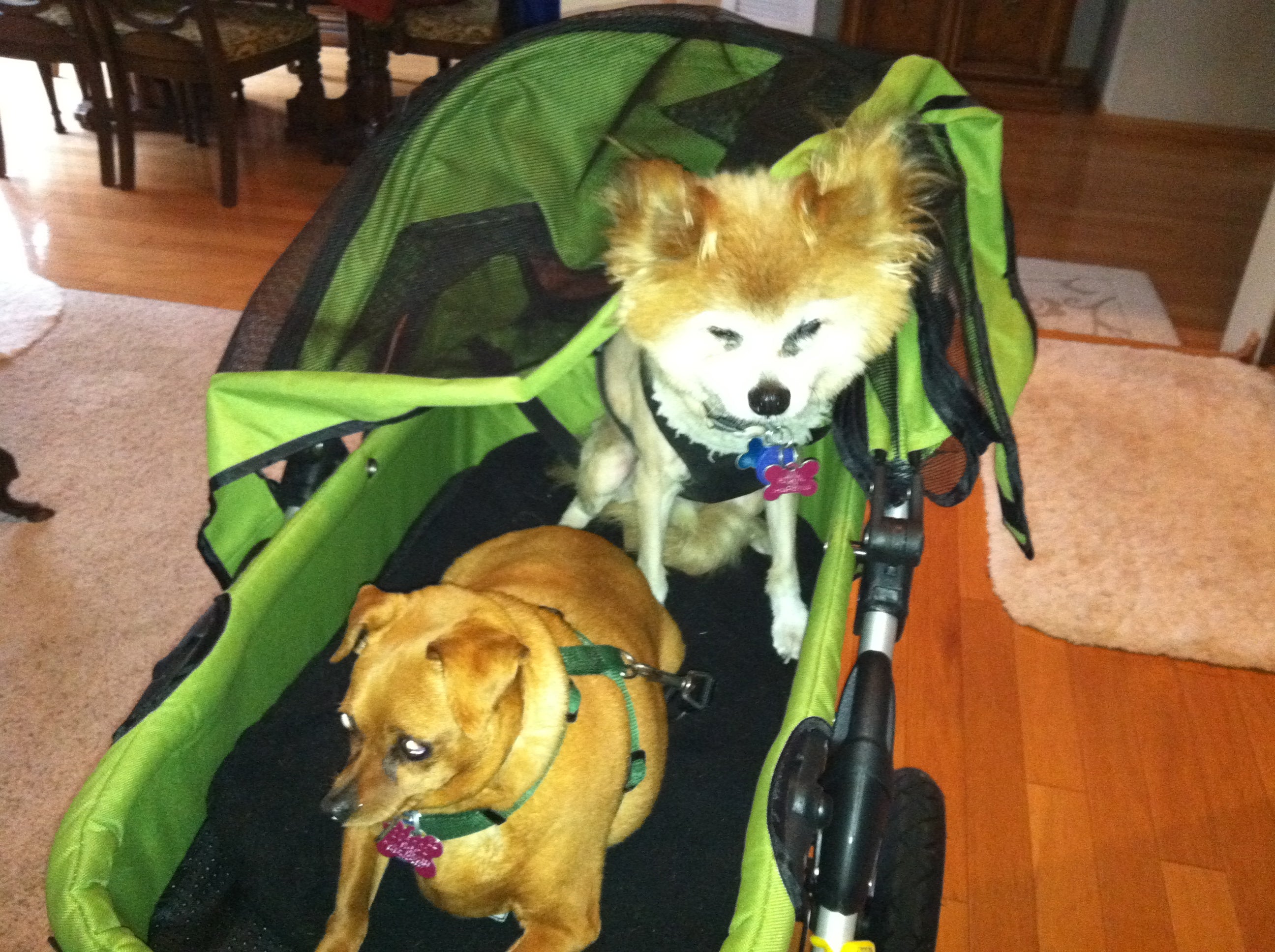 Dogger dog stroller