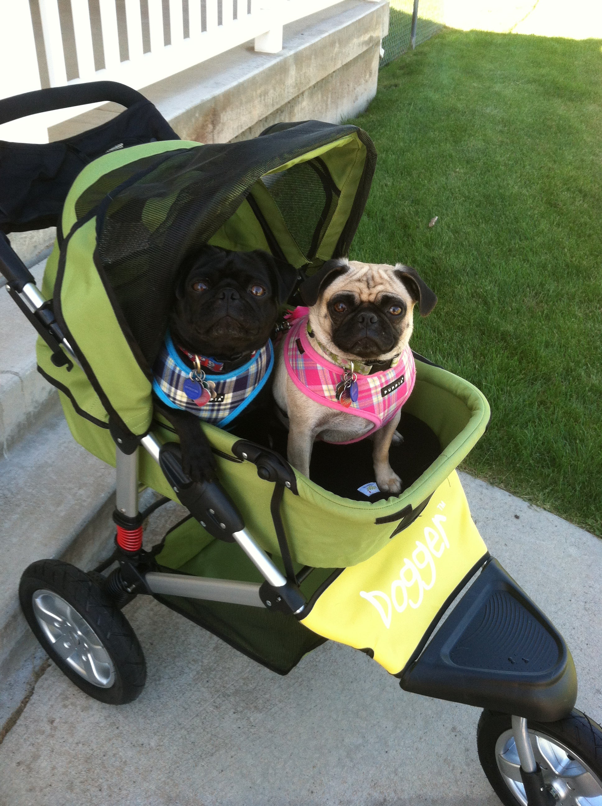 Dogger dog stroller