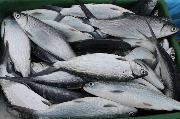 Fresh Bangus (1kg) Fisherscart Seafood Store