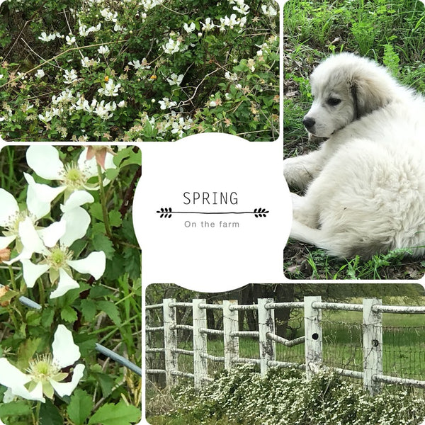 Spring on the Farm