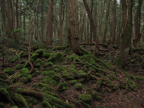 twisted tree of japan