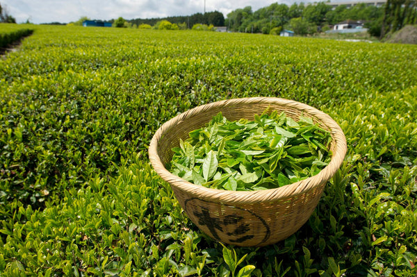 Japanese green tea field