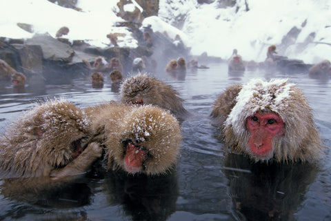 Japanese snow monkeys in onsen