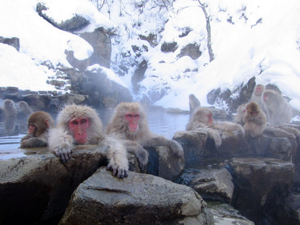 onsen monkeys in Japan