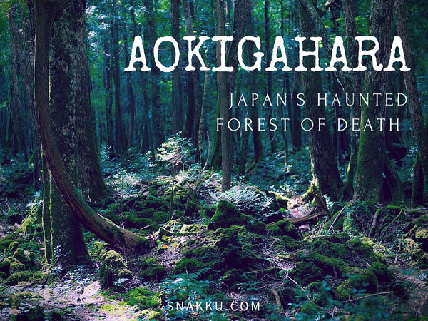 Aokigahara Scary Japanese forest