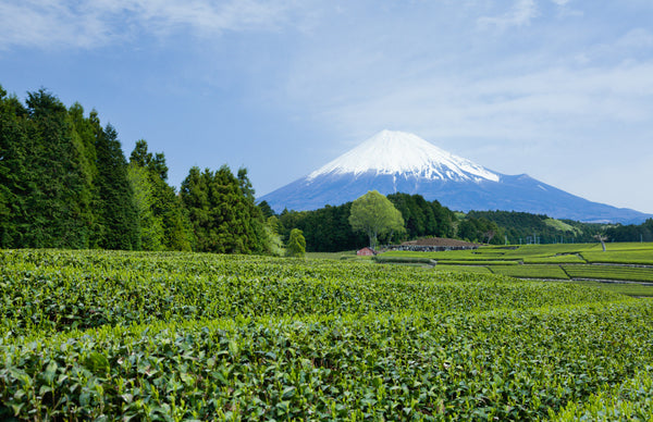 Japanese green tea farm