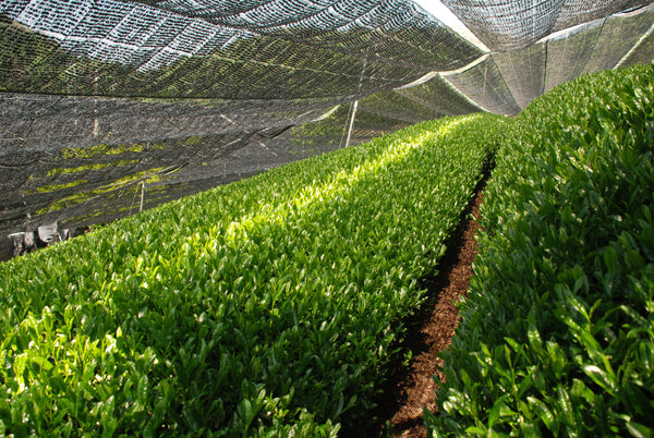 Japanese gyokuro green tea field