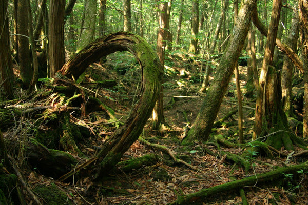 aokigahara Japan haunted forest