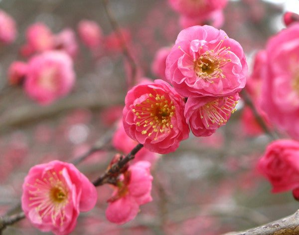 ume blossoms Japan